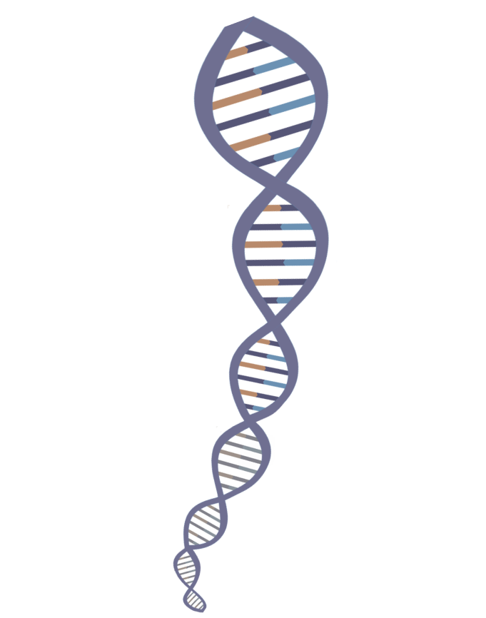 DNA